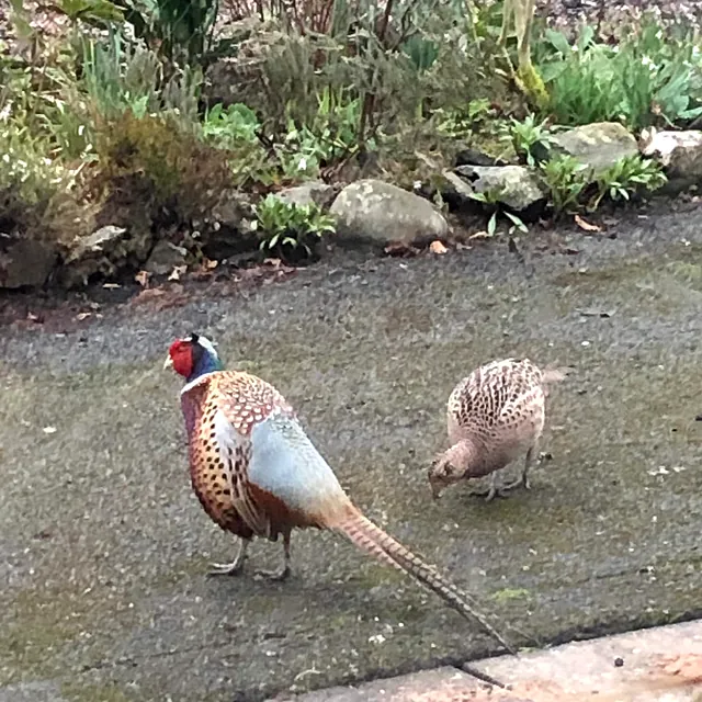 pheasant